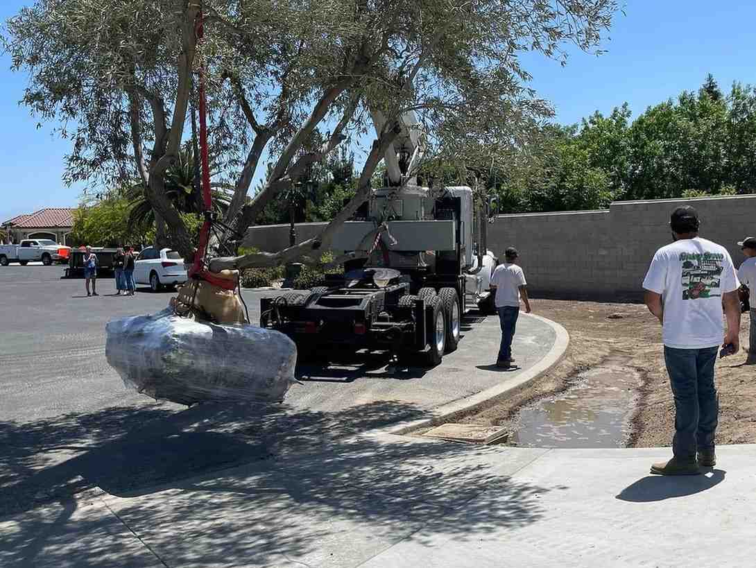 Crane truck removing a large tree