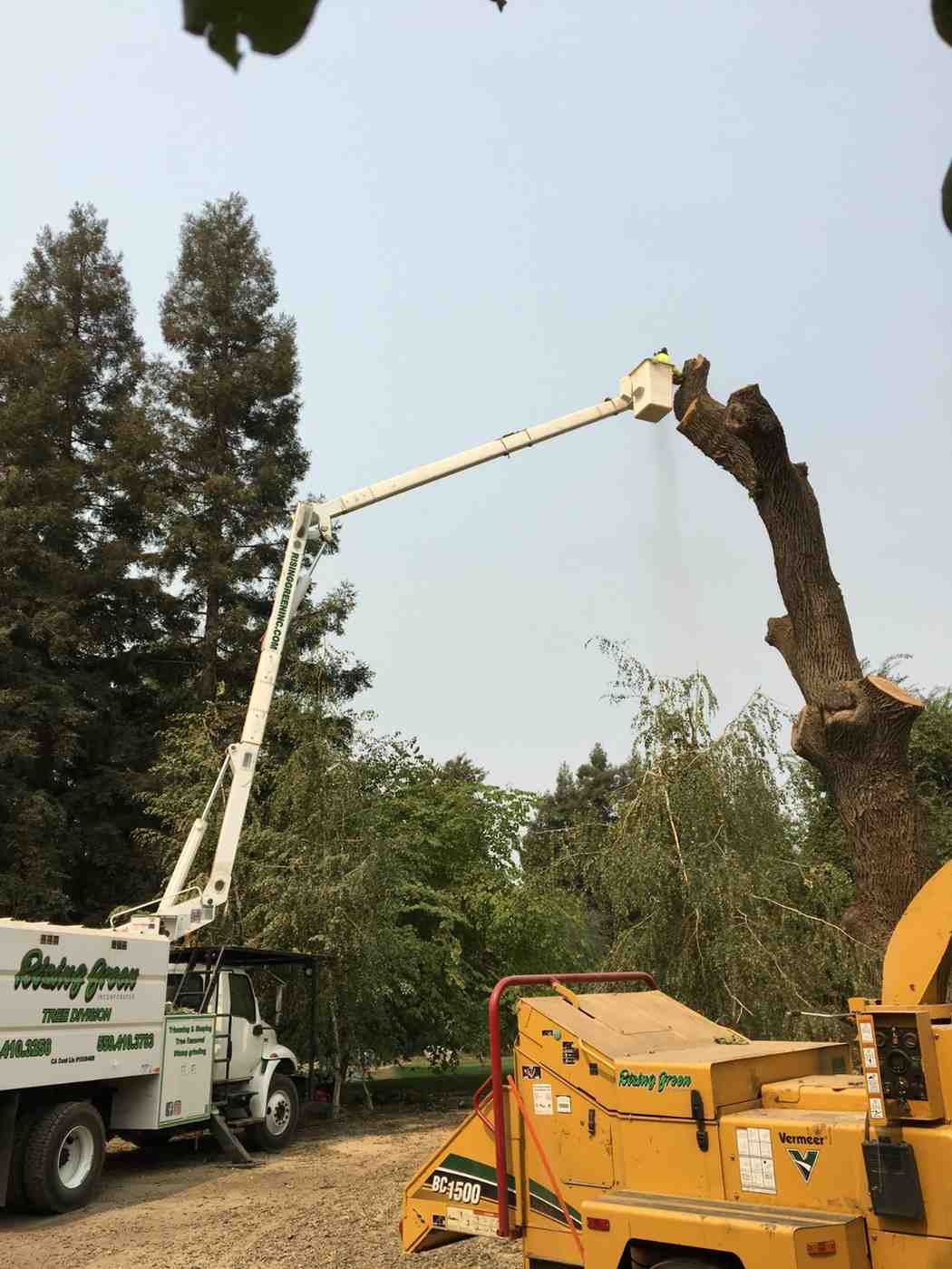 Arborist trimming a large tree from a bucket truck