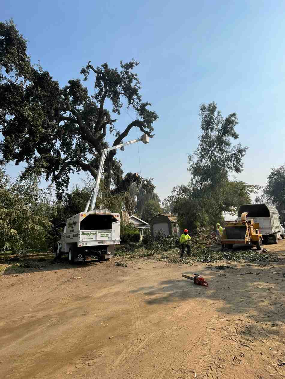 Tree crew at work on a residential property