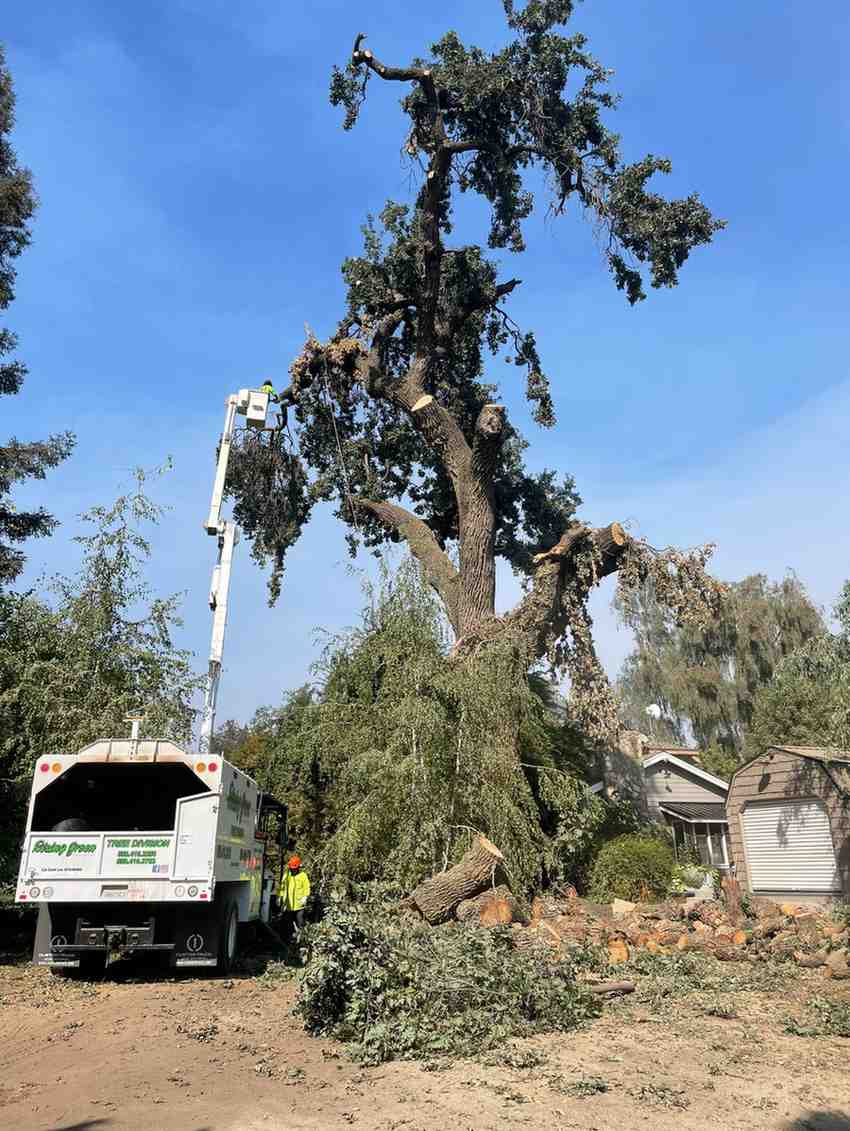 Crew trimming a mature oak tree